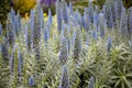 Select Blue Pride-of-Madeira (Echium candicans)