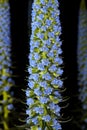 Select Blue Pride-of-Madeira (Echium candicans)