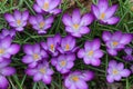 A Select Carpet of Pretty Purple Crocuses 2 - Croci - Iridaceae