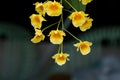 Select focus beauty macro bouquet group of fresh yellow dendrobium orchid flower with green leaves in wooden pot hanging in Royalty Free Stock Photo