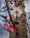 Select focus cherry blossom Royalty Free Stock Photo