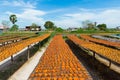 Select focus of dried salted fish under the sun during the fishing village.