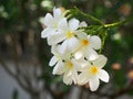 Select Focus Frangipani Plumeria flowers border Design after the rainning Royalty Free Stock Photo