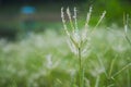 Select focus of grass flower with blur background