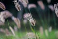 Select focus of grass flower with blur background
