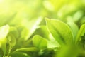 select focus green leaf on blur background