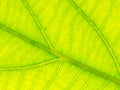 Select focus of green leaf texture macro and bleary of leaves texture.Useful as backgrond. Royalty Free Stock Photo