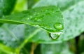 Select focus macro clean rain dew drop on lemon green leaf. wet circle stem water in natural park Royalty Free Stock Photo