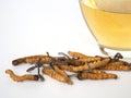 Select focus of mushroom cordyceps CHONG CAO this a herbs. With a glass of water, add water from the Ophiocordyceps sinensis ext Royalty Free Stock Photo