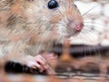 Select focus of the nail of the rat in the nick. Homes and dwellings should not have mice. Pest control.Animal contagious diseases Royalty Free Stock Photo