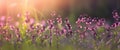 Select focus Pink flower blossom on field,Beautiful growing and flowers on meadow blooming in the morning.Soft pastel on nature