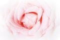 Select focus, Pink rose on white background. For Valentines Day