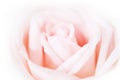 Select focus, Pink rose on white background. For Valentines Day