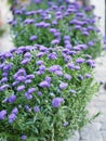 Select Focus purple flower blurred for background Royalty Free Stock Photo