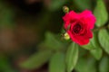 Select focus red rose flower blossom Royalty Free Stock Photo