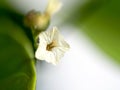 Select focus of white limonium and blur white limonium in the background. nature background concept