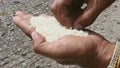 Select impurities out of rice with hands