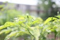 Chili plant, sprouts, organic vegetables in the field, crop yielding.