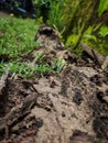 Abstract background of rotting old wooden carcass Royalty Free Stock Photo