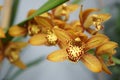 Selected focus of the beautiful orchid that is starting to bloom