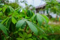 Selected focus of cassava leaves with raindrops on a blurred background . Royalty Free Stock Photo