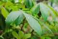 Selected focus of cassava leaves with raindrops on a blurred background Royalty Free Stock Photo