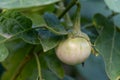 Selected focus closeup Thai eggplant on the tree In the garden Royalty Free Stock Photo