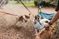 Selected focus group of chihuahua pedigree family of three playing together.