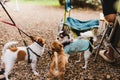 Selected focus group of chihuahua pedigree family of three playing together.