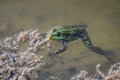 Pool frog, Pelophylax lessonae in pond Royalty Free Stock Photo