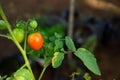 A red tomatoes hanging on a tree with blurred background Royalty Free Stock Photo