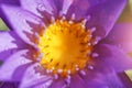 selected focus point in the middle of the purple water lilly Royalty Free Stock Photo