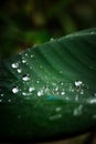 Selected focus of raindrops Royalty Free Stock Photo