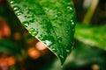 Selected focus of raindrops on green leaves Royalty Free Stock Photo