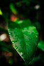 Selected focus of raindrops on green leaves Royalty Free Stock Photo