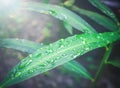 Selected focus of raindrops on leaves Royalty Free Stock Photo