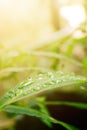 Selected focus of raindrops on leaves Royalty Free Stock Photo