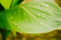 Selected focus of raindrops on leaves Royalty Free Stock Photo