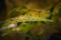 Selected focus of raindrops on leaves Royalty Free Stock Photo