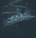Selected focus of raindrops on leaves Royalty Free Stock Photo