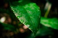 Selected focus of raindrops on leaves Royalty Free Stock Photo