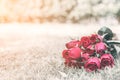 Selected focus on red roses on fresh green grass, small bear doll as a blurred background. Valentines concept