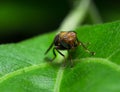 Selected focus of single colorful fly on a fresh green leaf Royalty Free Stock Photo