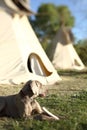 Selected focus on a teepee and dog. Royalty Free Stock Photo