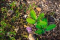 Selected focus to Sensitive Plant leaf, Mimosa Pudica Royalty Free Stock Photo