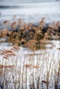 Selected focus on yellow water reeds during autumn
