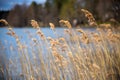 Selected focus on yellow water reeds during autumn. Lake on background