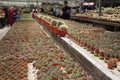 Selected focused on a group of small and colourful cactus planted in small plastic pots.