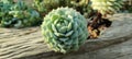 Selected focused view of Sedum Stonecrop plant- a member of the succulent family