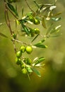 Selected olives, olive oil, Andalusia, Spain